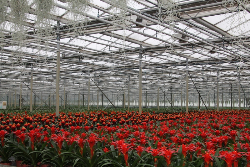 pepiniere-ARTIGNOSC SUR VERDON-min_nursery-bromeliad-greenhouse-flower-plant-botany-1609217-pxhere.com